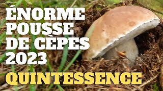 Cèpe une pousse exCEPtionnelle  LA QUINTESSENCE  Saison des cèpes 2023 cèpes champignons [upl. by Hammerskjold]