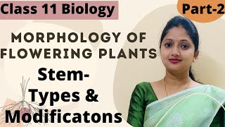 Morphology Of Flowering Plants  Stem Class 11 Biology  Part2 [upl. by Ludlew]