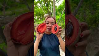 Sawo raksasa atau mamey sapote jenis lorito mameysapote [upl. by Hewie]