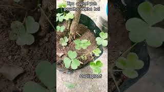 oxalis plant shortsfeed plants florafauna botany amazing amazingfacts biology science [upl. by Domenech540]