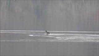 Piedbilled Grebe  Chelmarsh  Shropshire  27th November 2020 [upl. by Ahsaya]