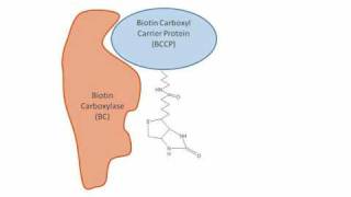 Fatty Acid Synthesis in Plants [upl. by Werner678]