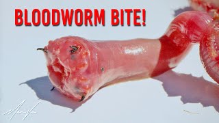 Bloodworms Bite Hard [upl. by Jobina775]