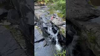 Kids Cliff Jumping Swallow Falls State Park MD August 1st 2024 [upl. by Aihsenek]