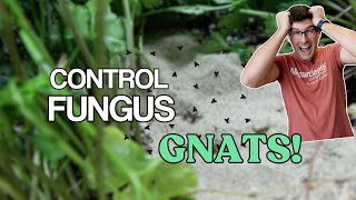 5 EASY Ways to WIN Against Fungus Gnats [upl. by Louanne]