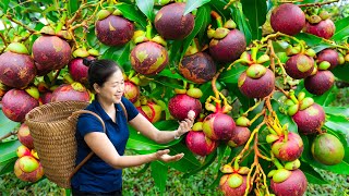 Harvesting Mangosteen amp Goes To Market Sell  Gardening And Cooking  Lý Tiểu Vân [upl. by Nyrem]