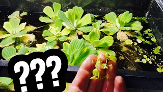 Frogbit vs Water Lettuce vs Duckweed [upl. by Archibald618]