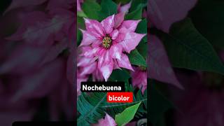 Flor de pascua o nochebuena rosada y blanca poinsettia [upl. by Sianna]