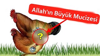 Tavuklar Nasıl Çiftleşir Allahın Büyük Mucizesi [upl. by Brindle]