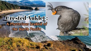 Crested Auklet  A Mysterious Seabird of the North Pacific auklet birds Animals [upl. by Coralyn]