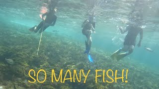 Spear fishing with a hand spear Gidgee Snorkelling in the South west Part 2 [upl. by Anirod]