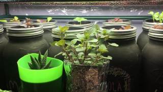 Hydroponic Chocolate Mint Plant  Indoor Grow  Preview [upl. by Nnaxor805]