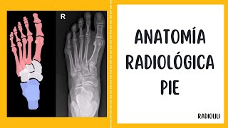 Anatomía Radiológica  Radiología Convencional Pie  Proyección anteroposterior oblicua y lateral [upl. by Ynaffi]