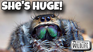 MEET The LARGEST Jumping SPIDER In The US [upl. by Salvadore]