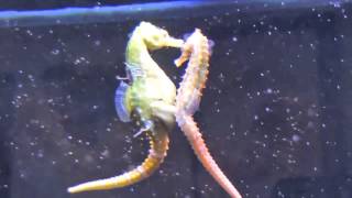 Seahorses Mating Transferring Eggs [upl. by Nhtanhoj]