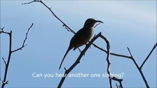 California Thrasher Singing [upl. by Gilman]