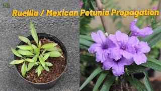 Ruellia simplex or mexican petunia propagation from seeds with update [upl. by Rorie]