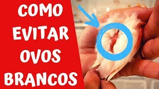 COMO EVITAR OVOS BRANCOS NA REPRODUÇÃO DOS CANÁRIOS [upl. by Ennasirk]