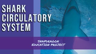 The Shark Circulatory System [upl. by Yrrum]