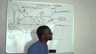 Brachial plexus made ridiculously simple PART 3 Lecture [upl. by Stanwinn]