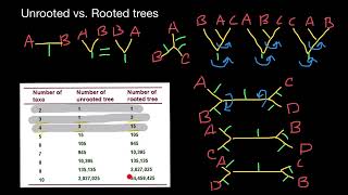 Rooted vs Unrooted Phylogenetic trees diversity [upl. by Nuahsad]