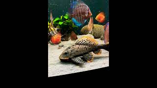 PLECO L95 discus [upl. by Zolnay]