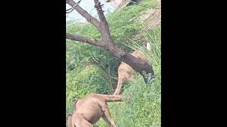 Camels camel lovers punjab faisalabad [upl. by Nagaet759]