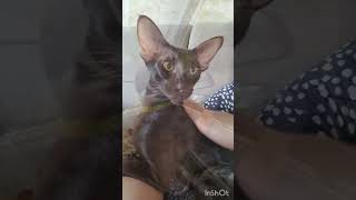 Моя душа cat ориенталы oriental kitten ориентальные [upl. by Janiuszck144]