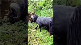 quotViral Moment Quessant Sheep Breaks a Tree in Secondsquot [upl. by Kellby]