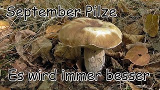 September Pilze  Es wird immer besser [upl. by Yorgo898]