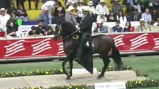 MARQUESINO DE LA TOMASA GRAN CAMPEON TROCHA COLOMBIANA SAN PEDRO DE LOS MILAGROS GRADO B 2024 [upl. by Eckblad]