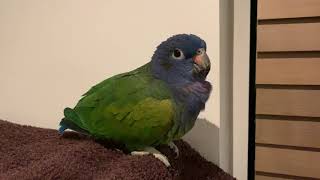 Kobe the Blueheaded Pionus talking [upl. by Agemo]