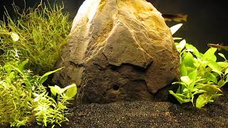 Freeing Up Tank for Killifish Breeding 92224 [upl. by Orvas]