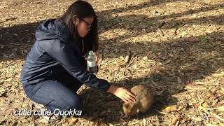 Pt 17 Quokka Dugite settlement on Rottnest island November 2016 Music Hope by Tobu NCS Release [upl. by Jt]