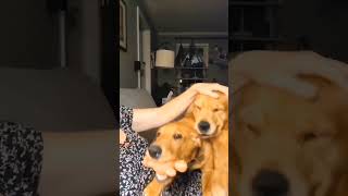 Snugs goldenretriever labradorretriever dog pets puppy puppylife foryou cute cutepuppy luv [upl. by Chally]