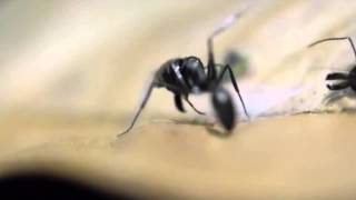 Dohrniphora flies decapitating Odontomachus ants [upl. by Oina]