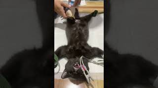 the processing of doing female cat spaying [upl. by Wehttam384]