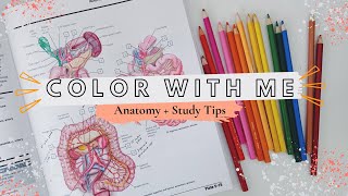 Color with Me Netter’s Anatomy Coloring Book  My Undergrad Study Tips Aesthetic  prePApremed [upl. by Scriven]