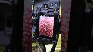 宝石orブドウ？ shorts macrophotography settings behindthescene [upl. by Malita]