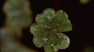 Liverwort Marchantia reproduction [upl. by Netloc]