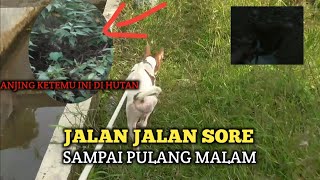 ANJING VS BIAWAK  SATU LAWAN SATU TIDAK ADA TAKUT NYA [upl. by Yablon684]