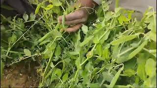 Wheat and pea intercropping at NCRI  Bahwalpur [upl. by Scrivenor705]