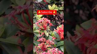 Ixora plant carehow to grow and care for ixorayoutubeshorts [upl. by Abekam799]