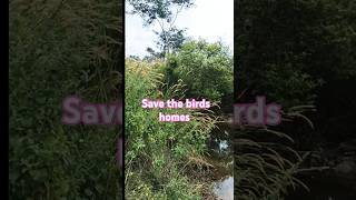 Please save the birds home  Nature is birds homes birds saveanimal save help [upl. by Crooks]