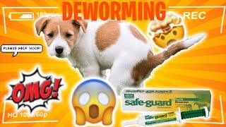 How to Deworm a Puppy Yourself At Home QUICK AND EASY See Fast Results In 3 Days [upl. by Laehcimaj379]