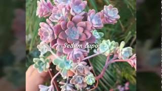 Sedum succulents with names [upl. by Tessy]