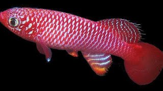 Kisaki Killifish  Nothobranchius Flammicomantis  Care Guide [upl. by Nathalia]