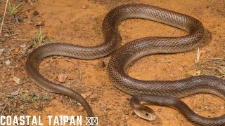 Coastal taipan 🙏🌍 Oxyuranus scutellatus THE FOREST SHOOT [upl. by Franciskus601]