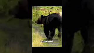 Bear vs Dog Protecting His Owner 🐕🐻🔥 dog bear animals [upl. by Aranat630]