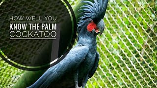 Palm Cockatoo  Description Characteristics and Facts [upl. by Auos]